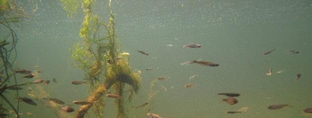 Fédération de pêche de Saône-et-Loire : Les eaux du Doubs